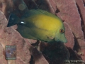 Zebrasoma scopas DSC00584