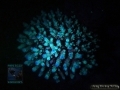 DSC04421 Acropora sp.