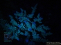 DSC04438 Acropora sp.