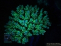 DSC04439 Acropora sp.