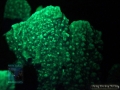 DSC04452 Millepora platyphylla