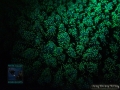 DSC04458 Acropora sp.