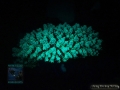DSC04473 Acropora sp.
