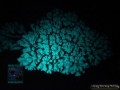 DSC04478 Acropora sp.