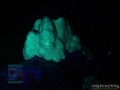 DSC04480 Porites sp.