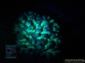 DSC04490 Pocillopora sp.