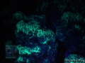 DSC04497 Montipora sp.