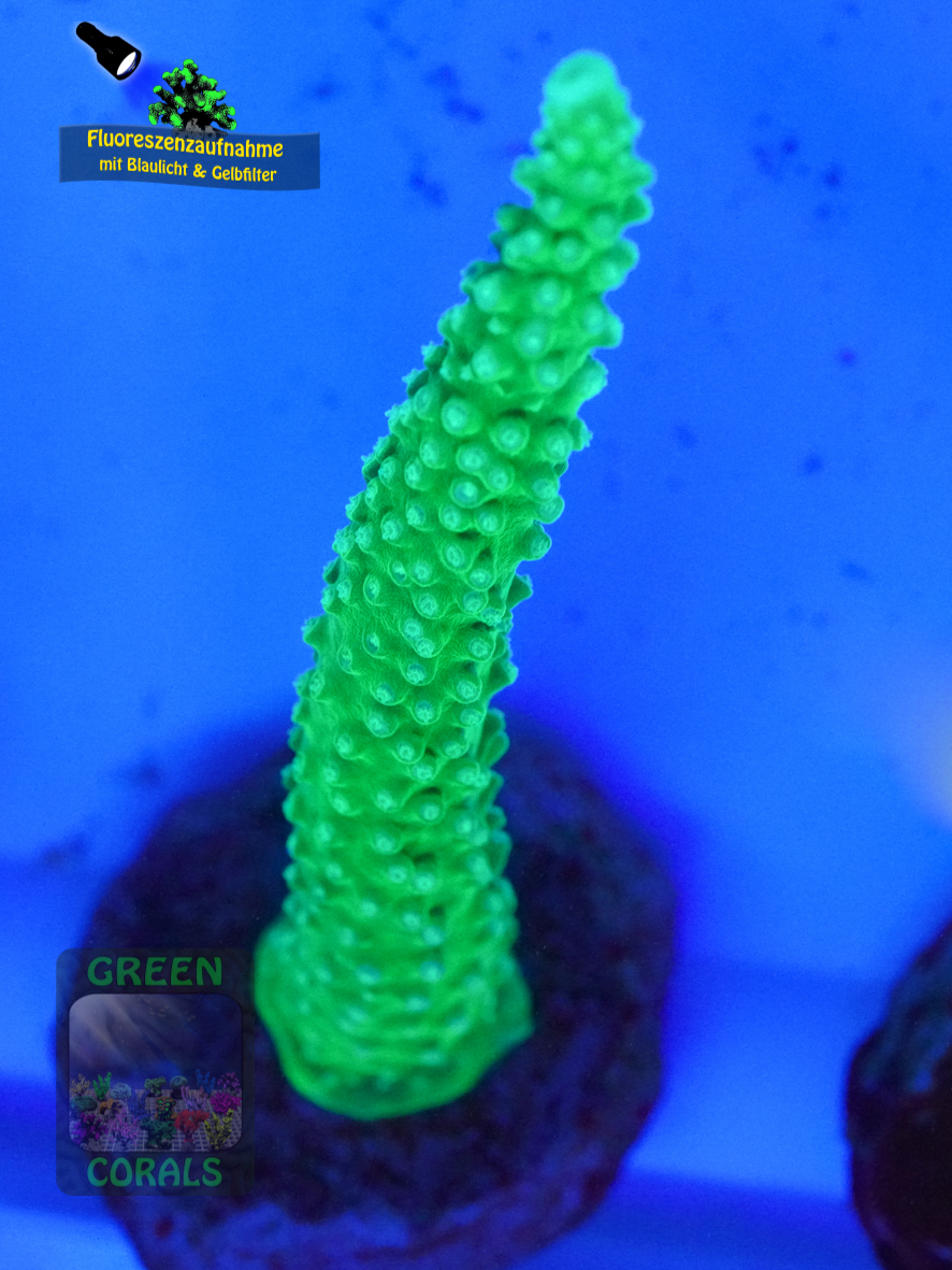 10030_Acropora-muricata-gruen´-DSC07301-b_-k-WZyellow_badge 10030_Acropora-muricata-gruen´-DSC07301-b_-k-WZyellow_badge