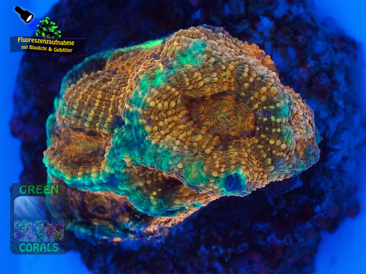 Acanthastrea-echinata-orange´-DSC07014-yellowfilter_badge-WZ Acanthastrea-echinata-orange´-DSC07014-yellowfilter_badge-WZ