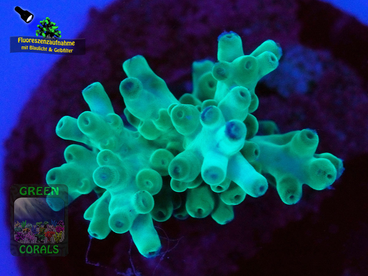 Acropora-echinata-blau´-DSC07038-yellowfilter_badge-WZ Acropora-echinata-blau´-DSC07038-yellowfilter_badge-WZ
