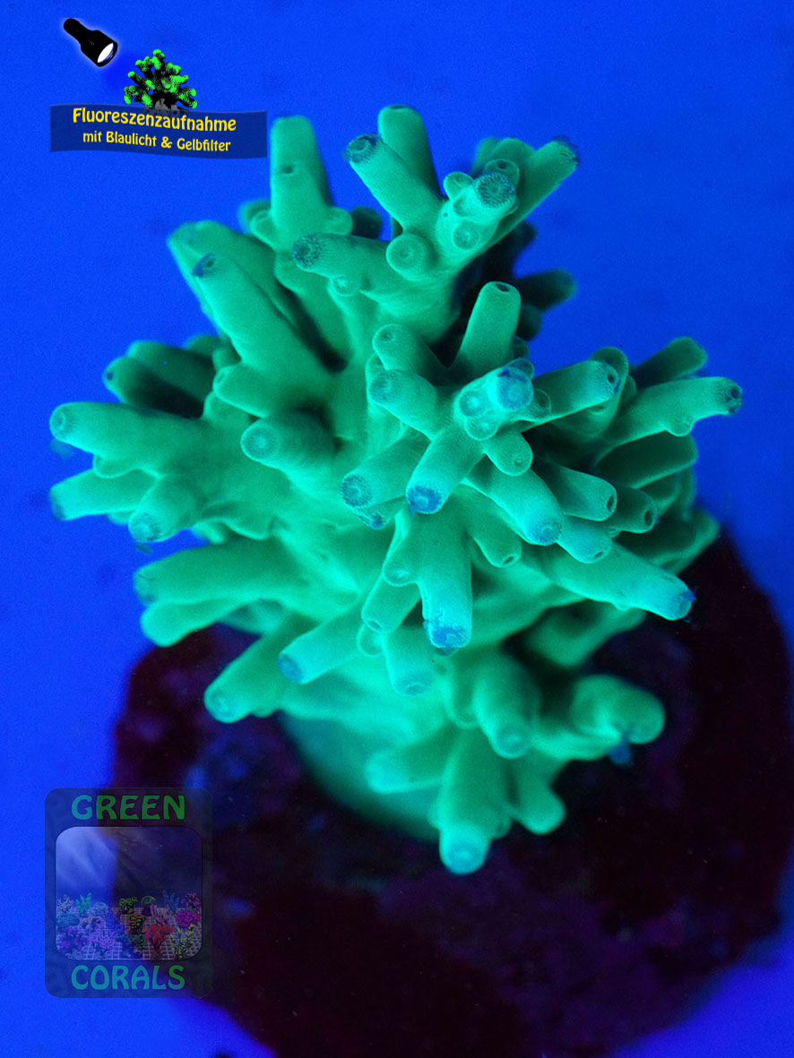 Acropora-echinata-tuerkis´-DSC07044-yellowfilter_badge-WZ Acropora-echinata-tuerkis´-DSC07044-yellowfilter_badge-WZ