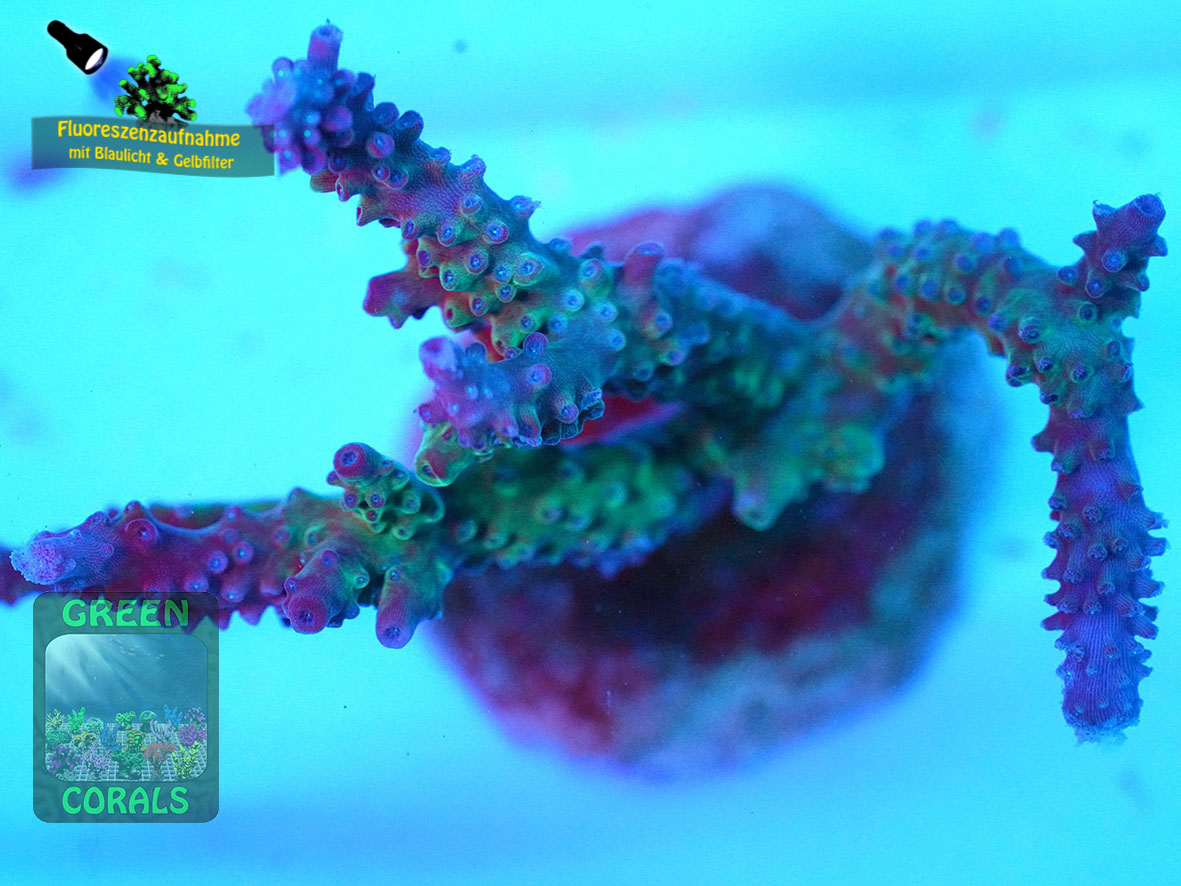 Acropora-sp.-marineblau´-DSC07048-yellowfilter_badge-WZ Acropora-sp.-marineblau´-DSC07048-yellowfilter_badge-WZ