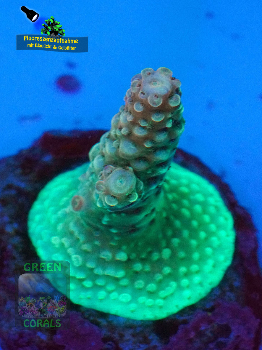 Acropora-sp.-pink´-DSC07042-yellowfilter_badge-WZ Acropora-sp.-pink´-DSC07042-yellowfilter_badge-WZ