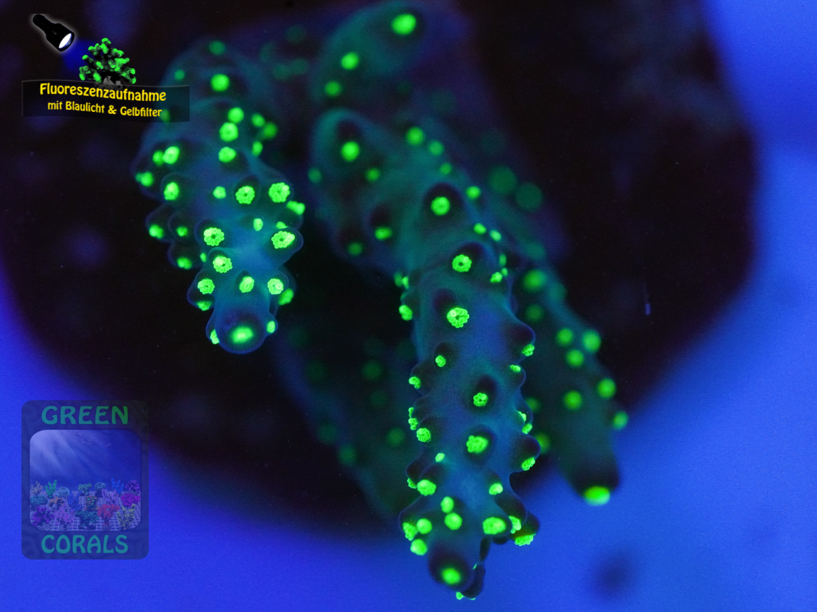 Acropora-sp.-tricolor´-Makro-DSC07297-b-k-WZ_yellow_badge Acropora-sp.-tricolor´-Makro-DSC07297-b-k-WZ_yellow_badge
