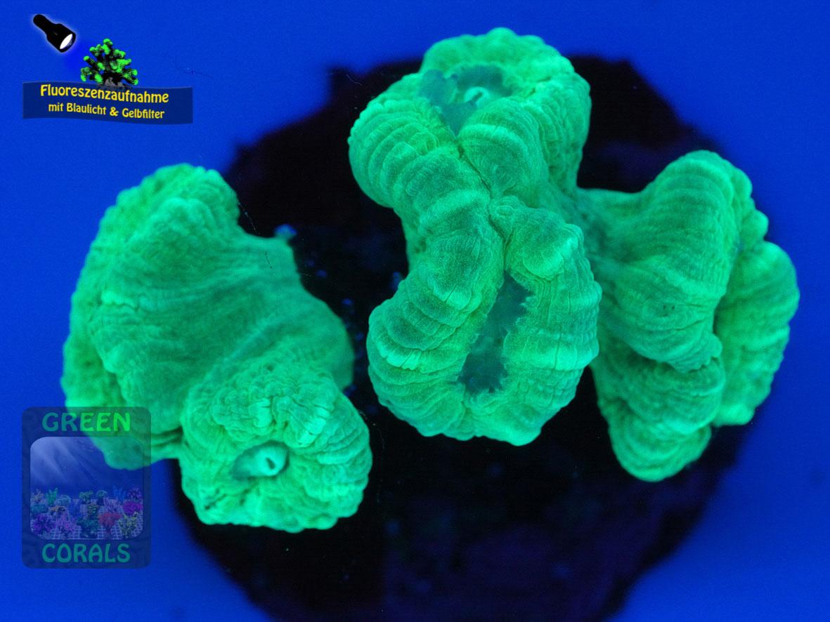 Caulastrea-furcata-gruen´-DSC06105-yellowfilter_badge-WZ Caulastrea-furcata-gruen´-DSC06105-yellowfilter_badge-WZ