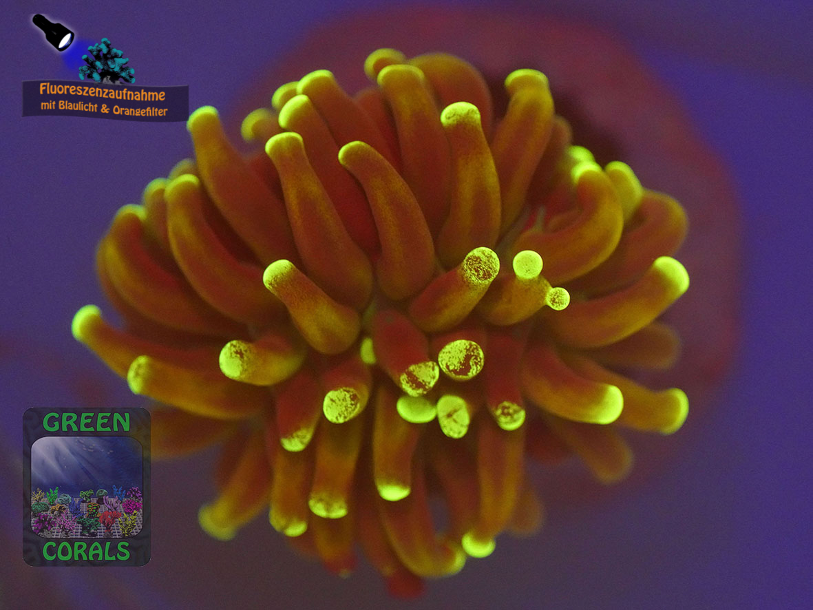 Fimbriaphyllia-paraancora-DSC07119-orangefilter_badge-WZ Fimbriaphyllia-paraancora-DSC07119-orangefilter_badge-WZ