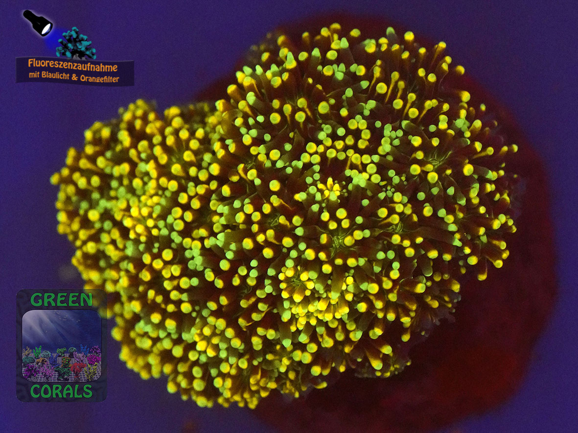 Galaxea-fascicularis-mint´-DSC07078-orangefilter_badge-WZ Galaxea-fascicularis-mint´-DSC07078-orangefilter_badge-WZ