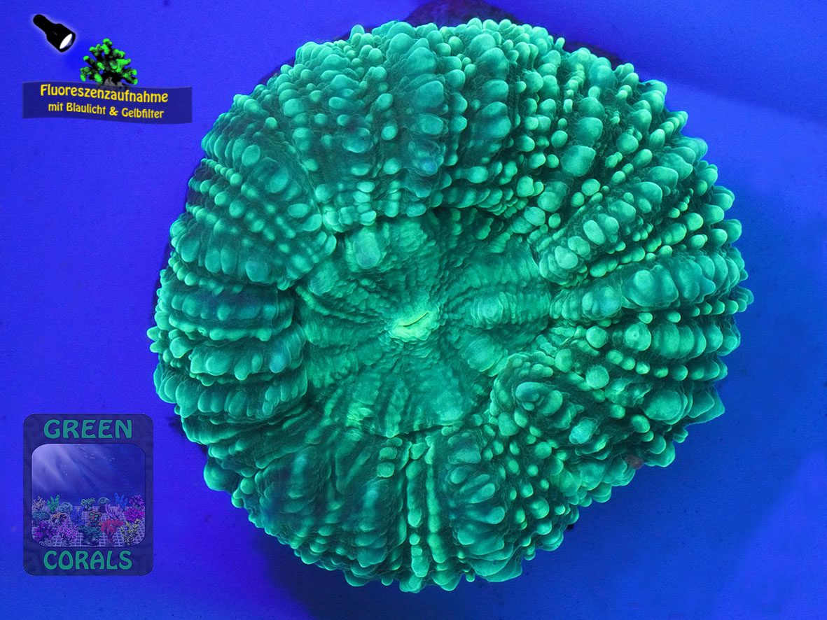Lobophyllia-hemprichii-DSC07064-yellowfilter_badge-WZ Lobophyllia-hemprichii-DSC07064-yellowfilter_badge-WZ