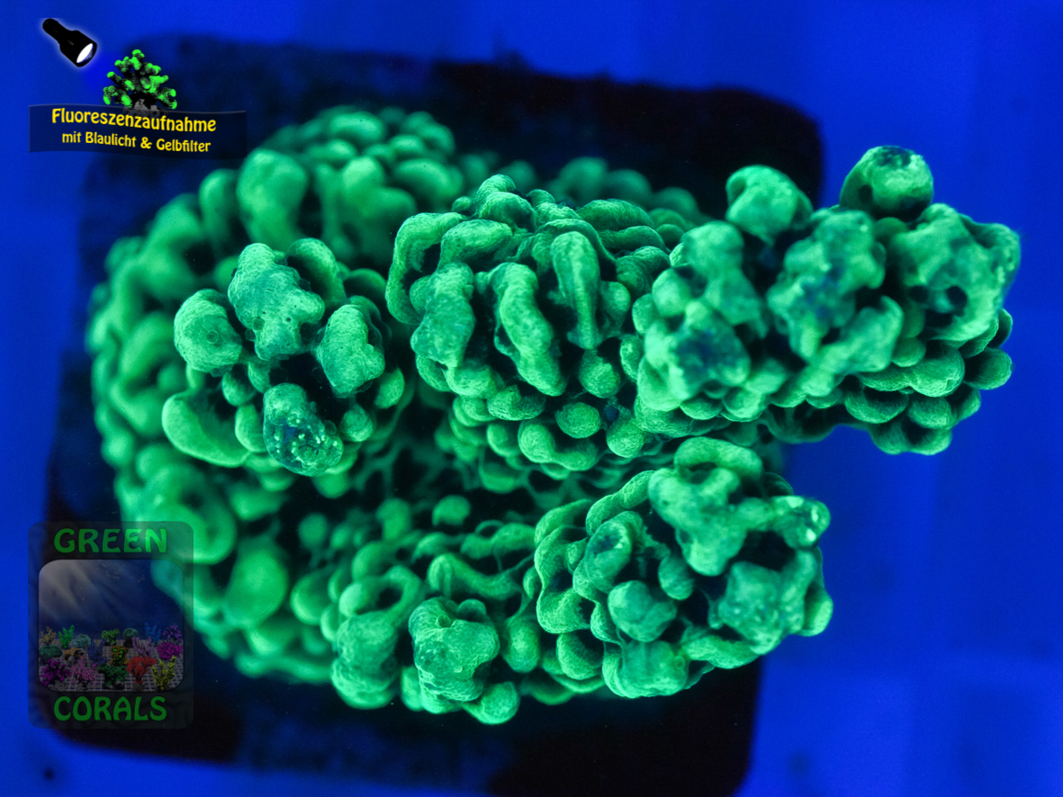 Montipora-capitata-digitate-lila´-DSC07280-b-k-WZ_ Montipora-capitata-digitate-lila´-DSC07280-b-k-WZ_