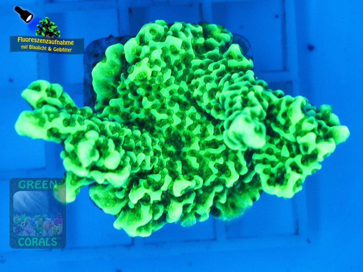 Montipora-confusa-DSC06092-yellowfilter_badge-WZ Montipora-confusa-DSC06092-yellowfilter_badge-WZ