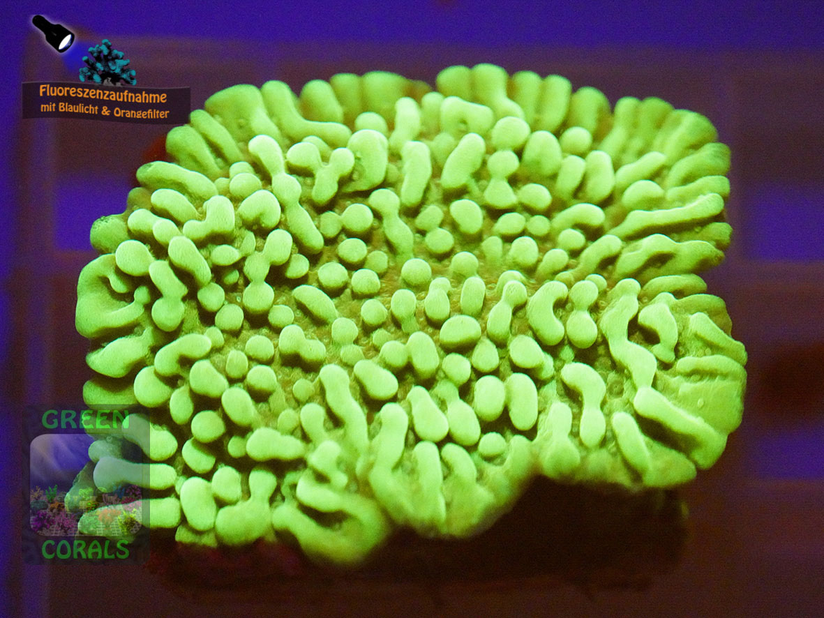 Montipora-danae-DSC06155-orangefilter_badge-WZ Montipora-danae-DSC06155-orangefilter_badge-WZ