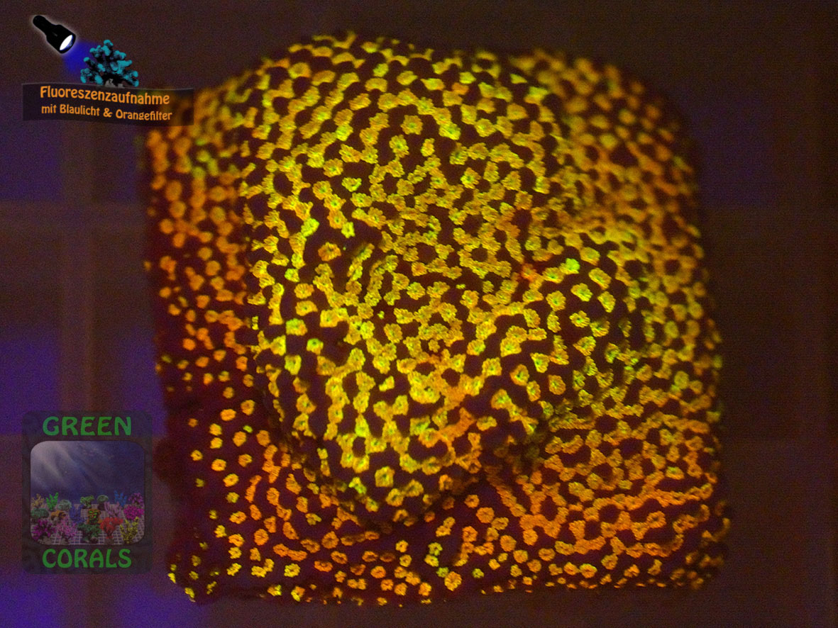 Montipora-rainbow-DSC06154-orangefilter_badge-WZ Montipora-rainbow-DSC06154-orangefilter_badge-WZ
