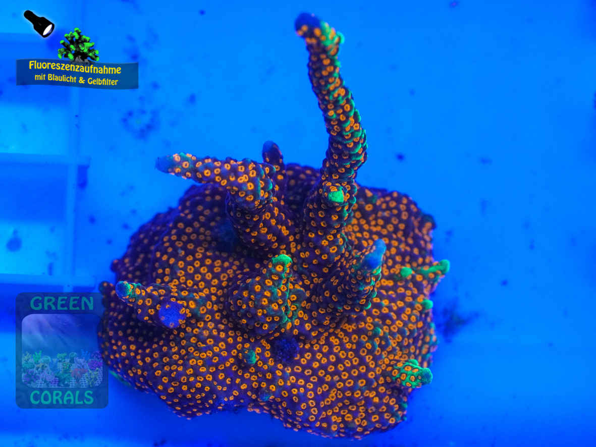 Montipora-samarensis-DSC07295-b-k-WZ_yellow_badge Montipora-samarensis-DSC07295-b-k-WZ_yellow_badge