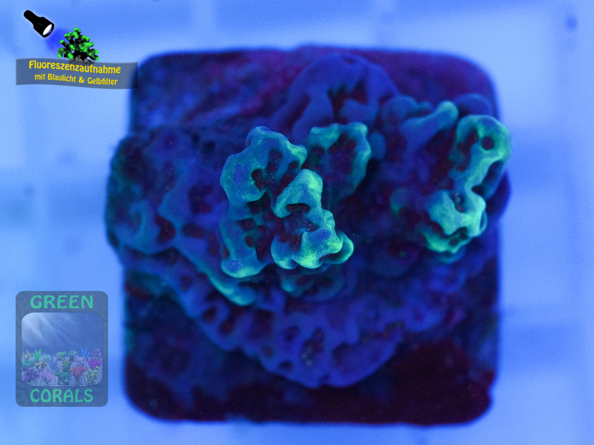 Montipora-sp.-blau-lila´-DSC07275-b-k-WZ_ Montipora-sp.-blau-lila´-DSC07275-b-k-WZ_