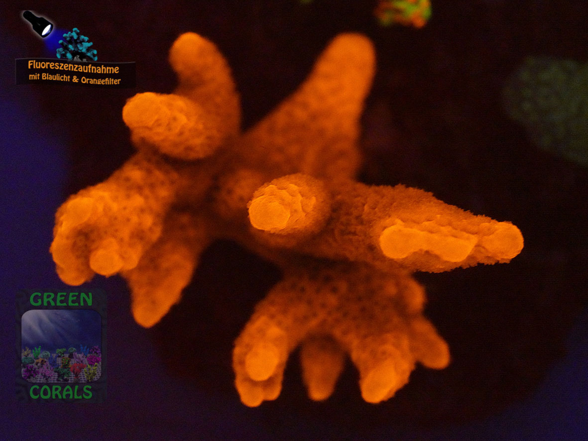 Montipora-sp.-digitate-rot´-DSC06143-orangefilter_badge-WZ Montipora-sp.-digitate-rot´-DSC06143-orangefilter_badge-WZ