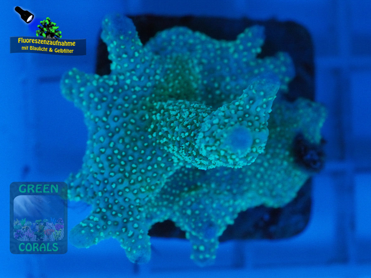 Montipora-sp.-digitate-stahlblau´-DSC06093-yellowfilter_badge-WZ Montipora-sp.-digitate-stahlblau´-DSC06093-yellowfilter_badge-WZ