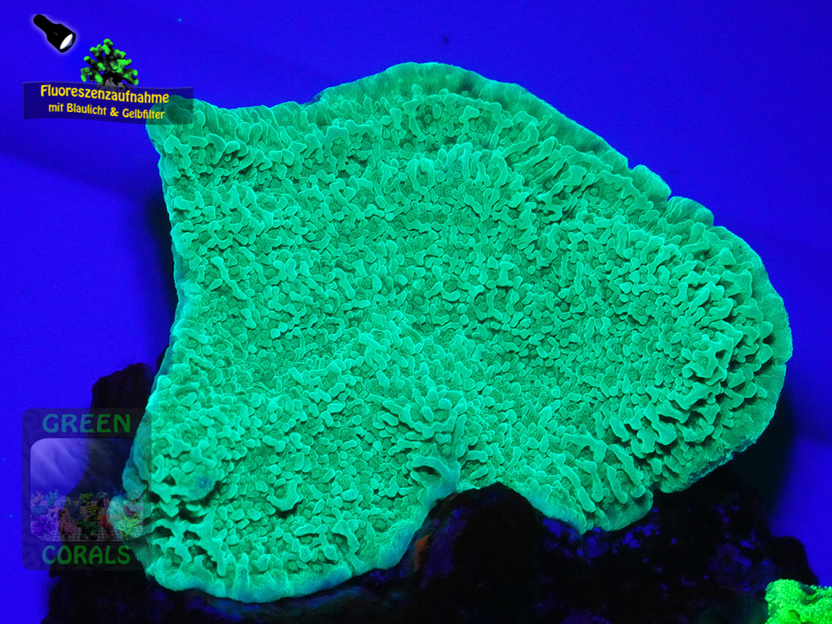 Montipora-sp.-folios-beige´-DSC06122-yellowfilter_badge-WZ Montipora-sp.-folios-beige´-DSC06122-yellowfilter_badge-WZ