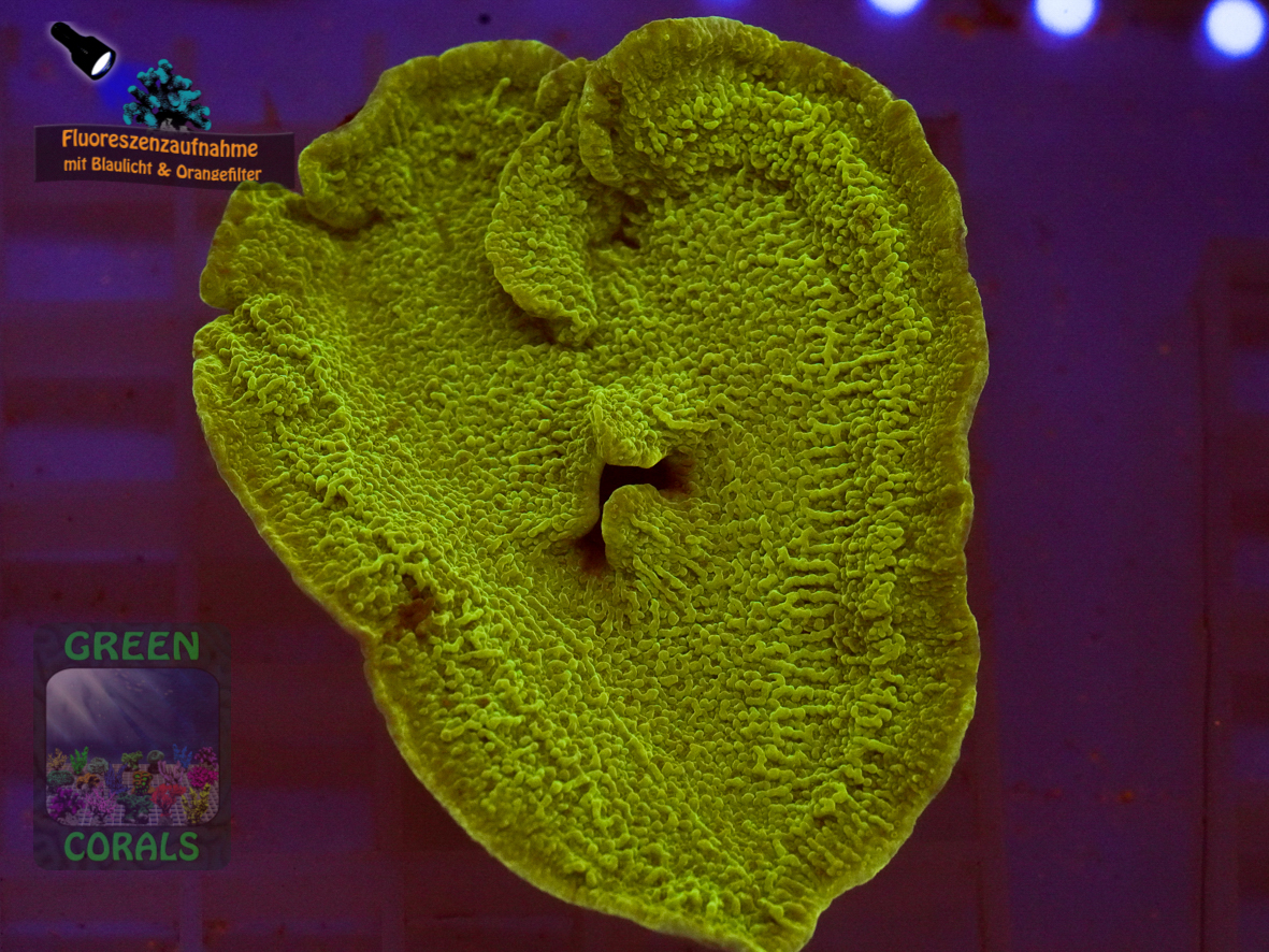 Montipora-sp.-folios-beige´-DSC07363-b-k-WZ_orange_badge Montipora-sp.-folios-beige´-DSC07363-b-k-WZ_orange_badge