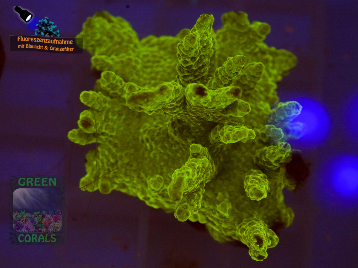 Montipora-sp.-graugruen´-DSC07374-b-k-WZ_orange_badge Montipora-sp.-graugruen´-DSC07374-b-k-WZ_orange_badge