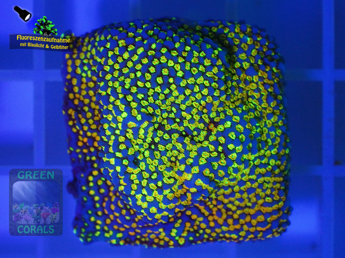 Montipora-sp.-rainbow´-DSC06107-yellowfilter_badge-WZ Montipora-sp.-rainbow´-DSC06107-yellowfilter_badge-WZ