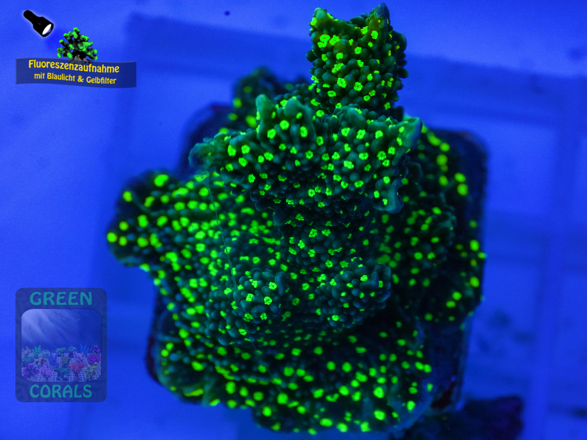 Montipora-sp.green-polyps´-DSC07283-b-k-WZ_yellow_badge Montipora-sp.green-polyps´-DSC07283-b-k-WZ_yellow_badge