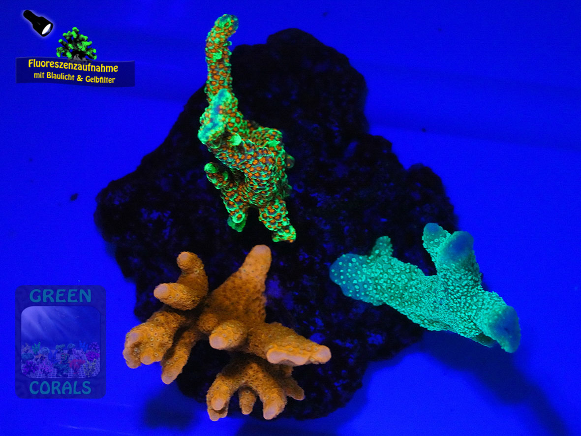 Montipora-spp.-3er-Minihoehle-DSC06120-yellowfilter_badge-WZ Montipora-spp.-3er-Minihoehle-DSC06120-yellowfilter_badge-WZ