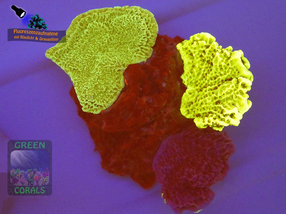Montipora-spp.-3er-Minihoehle-DSC06151-orangefilter_badge-WZ Montipora-spp.-3er-Minihoehle-DSC06151-orangefilter_badge-WZ