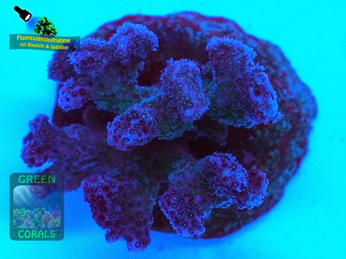 Pocillopora-damicornis-pink´-DSC07026-yellowfilter_badge-WZ Pocillopora-damicornis-pink´-DSC07026-yellowfilter_badge-WZ