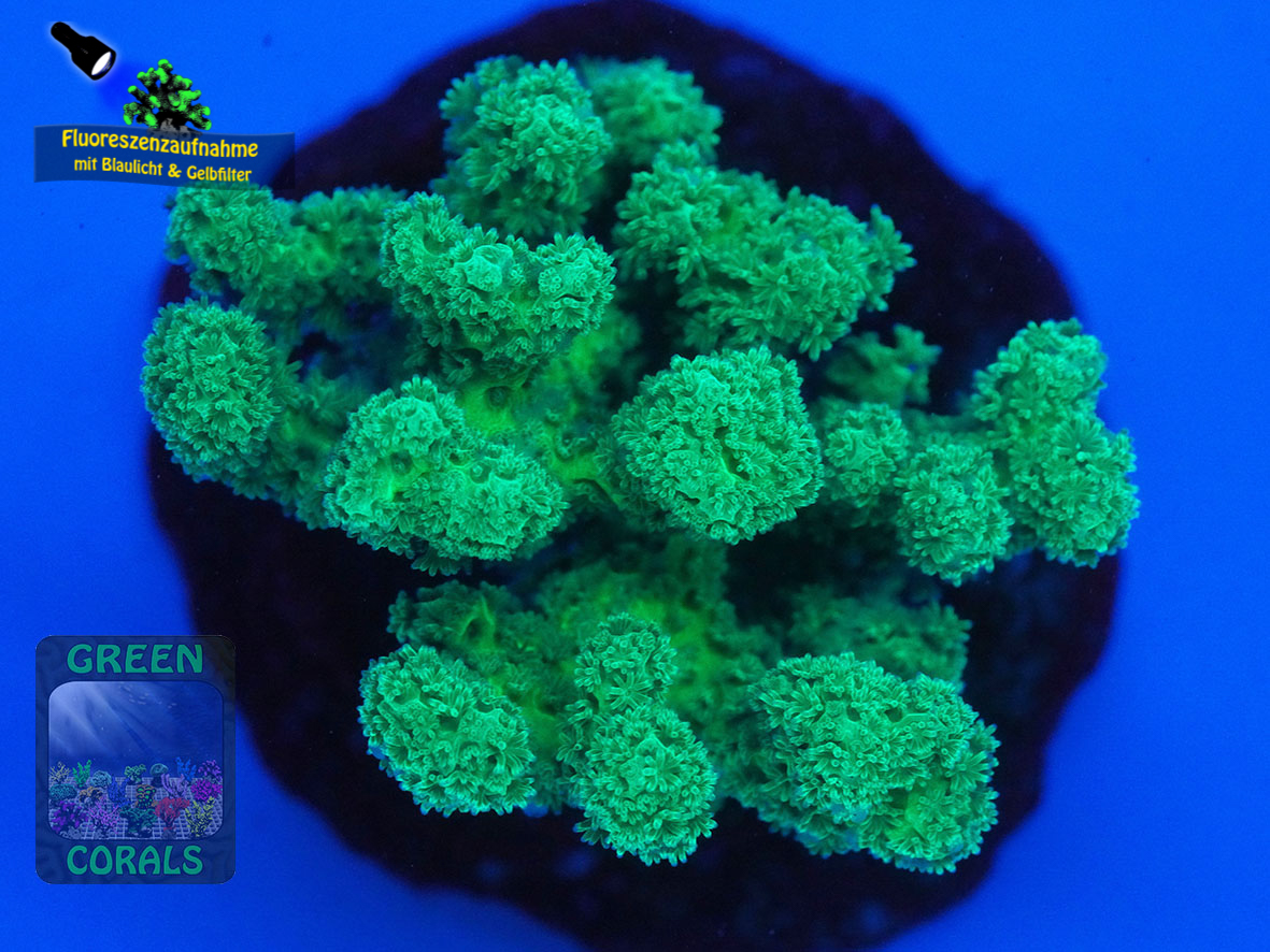 Pocillopora-sp.-gruen´-DSC07023-yellowfilter_badge-WZ Pocillopora-sp.-gruen´-DSC07023-yellowfilter_badge-WZ