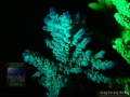4_Acropora sp. `hellblau´_DSC06150
