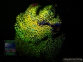 4_Montipora sp.11 `rainbow´_DSC06185