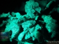 4_Pavona decussata `grün´_DSC06076