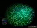 4_Platygyra_sp_DSC06139