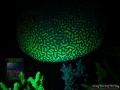 4_Platygyra_sp_DSC06140