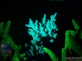 4__Acropora echinata `türkis´ _DSC06131
