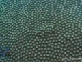 DSC06807-Diploastrea-sp