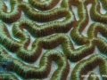 DSC06853-Symphyllia-sp