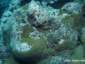 DSC06862-Diploastrea-sp