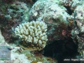 DSC06863-Acropora-sp