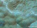 DSC07004-Porites-spp